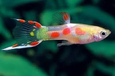 Koi Endler Guppy Male 4PCS Combo Deal
