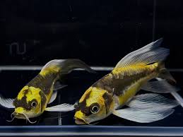 Mayan Butterfly Koi