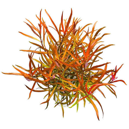 Ludwigia Brevipes Pot Plant