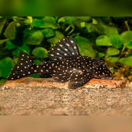 Orinoco Angel Pleco. L201