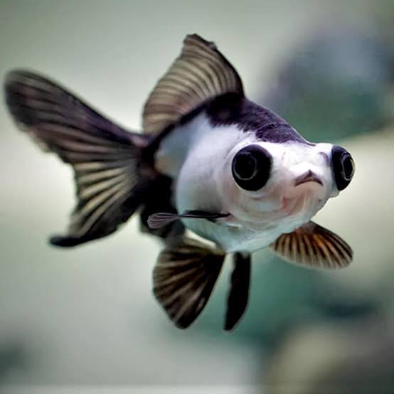 Panda Moor Goldfish