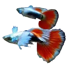 Santa Claus Guppy Pair