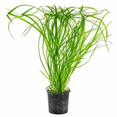 Echinodorus angustifolius  Pot Plant