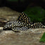 Orinoco Angel Pleco. L201