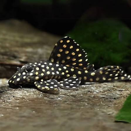 Orinoco Angel Pleco. L201