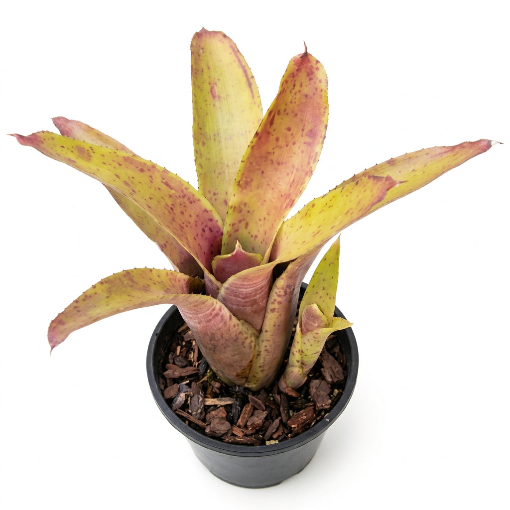 Neoregelia Golden Gleam Plant (Terrarium)
