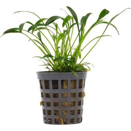 Cryptocoryne Parva Pot Plant
