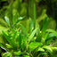 Cryptocoryne Parva Pot Plant
