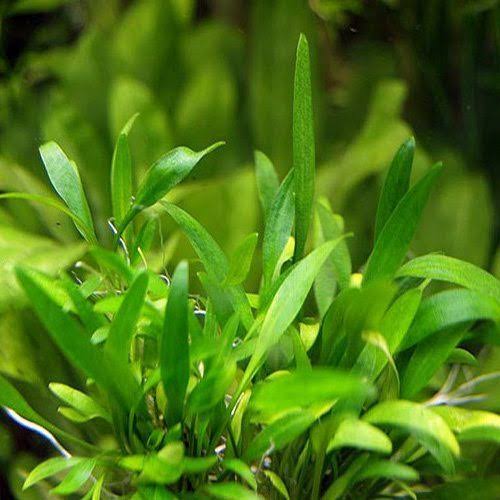Cryptocoryne Parva Pot Plant