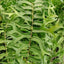 FishTail Fern Plant (Terrarium)