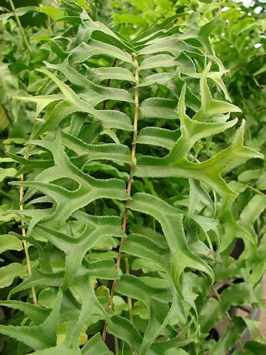 FishTail Fern Plant (Terrarium)