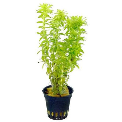 Tonina Fluitans Pot Plant