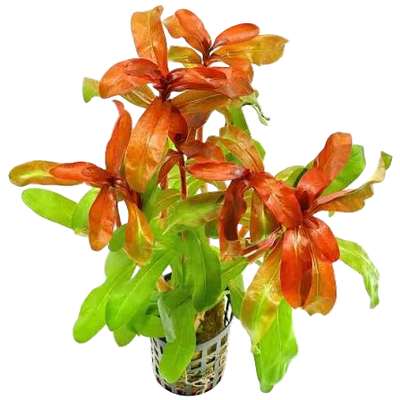 Ammania Gracilis Pot Plant