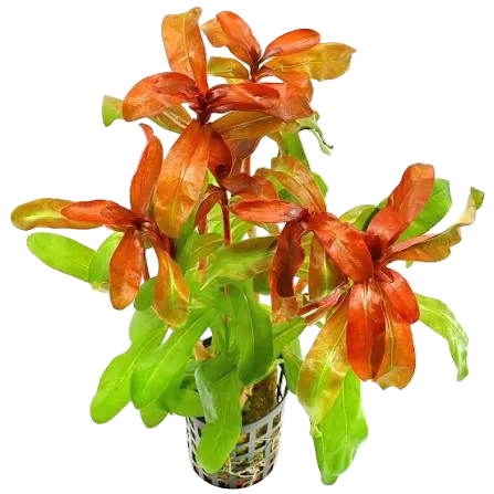 Ammania Gracilis Pot Plant
