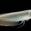 Silver Arowana 2PCS Combo Deal (35Cm)