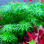 Tonina Sp Belem Pot Plant