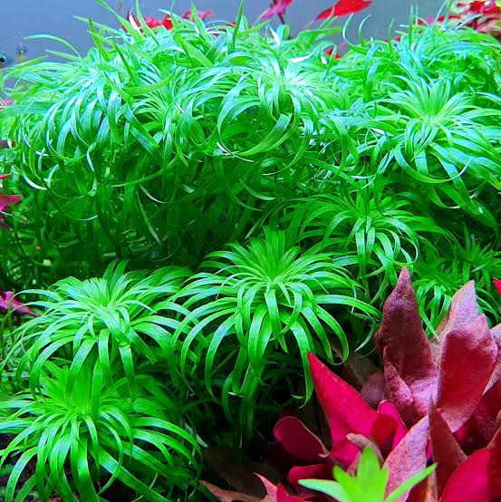 Tonina Sp Belem Pot Plant