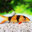 CLOWN LOACH 5.5cm-7cm