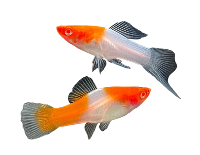 Swordtail Fish