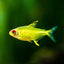 Lemon Tetra 3PCS Combo Deal