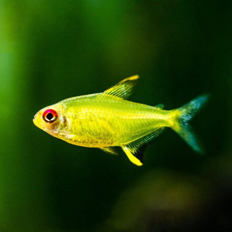 Lemon Tetra 3PCS Combo Deal
