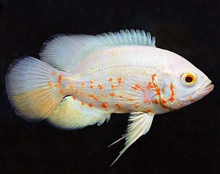 ALBINO OSCAR FISH