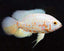 Albino Oscar Fish