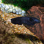BLACK GHOST KNIFE FISH 5-7cm