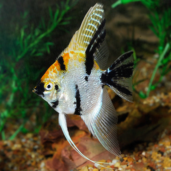ANGEL FISH MIX