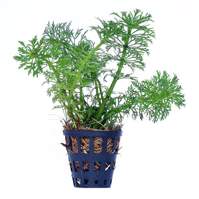 Limnophila Indica Pot Plant
