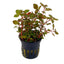 Ludwigia repens Pot Plant