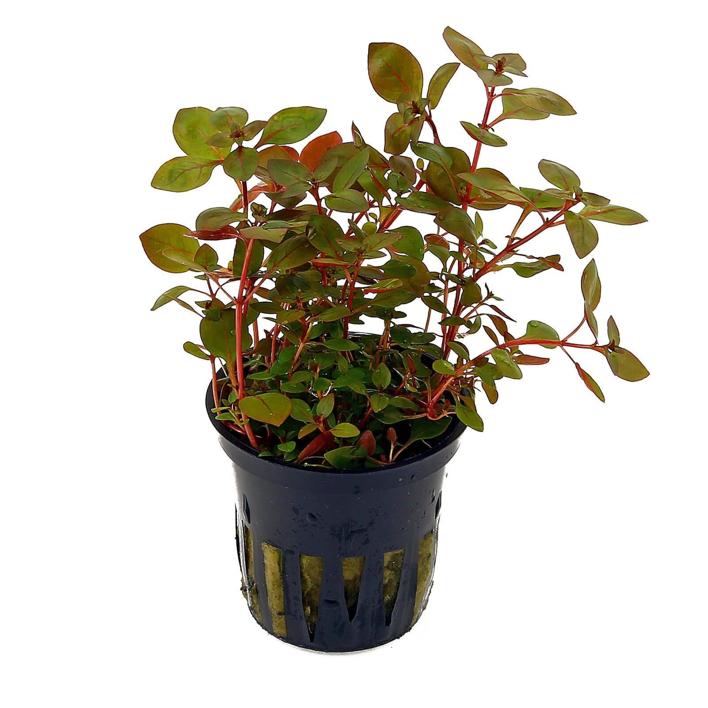 Ludwigia repens Pot Plant