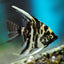 Angel Fish Mix