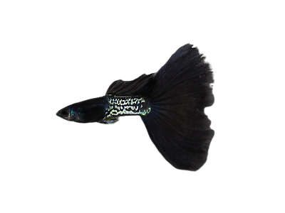 METAL BLACK SPECIAL GUPPY PAIR
