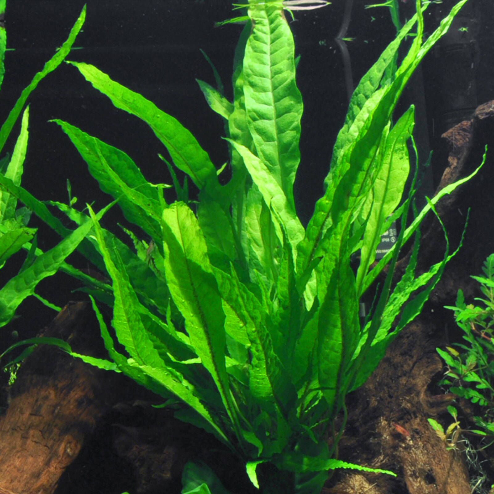 Java Pot Java Fern Pot Plant – Aquatic Vision Aquarium