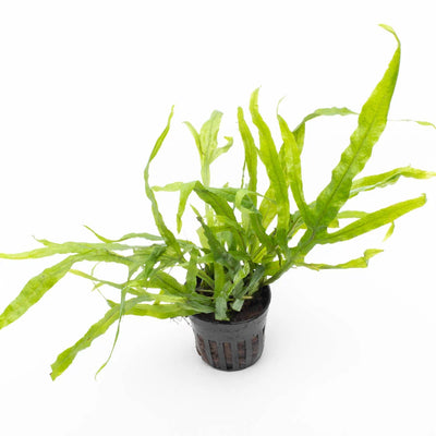 Microsorum Trident Pot Plant