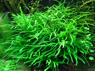 Microsorum Trident Pot Plant