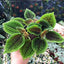 Moon Valley Pilea Plant (Terrarium)