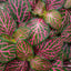 Fittonia Argyroneura Pot Plant (Terrarium)
