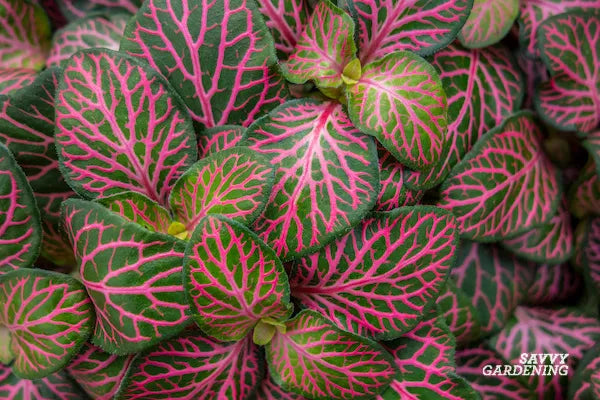 Fittonia Argyroneura Pot Plant (Terrarium)