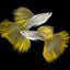 GOLD LACE SPECIAL GUPPY PAIR