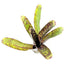 Neoregelia Tabby Plant (Terrarium)