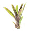 Neoregelia Tabby Plant (Terrarium)