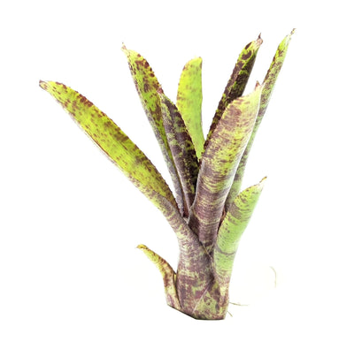 Neoregelia Tabby Plant (Terrarium)