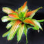 Neoregelia Orange crush Plant (Terrarium)