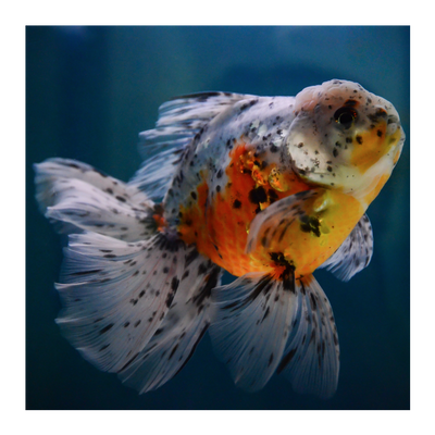 مزيج أوراندا 12-15 سم