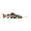 Redtail catfish