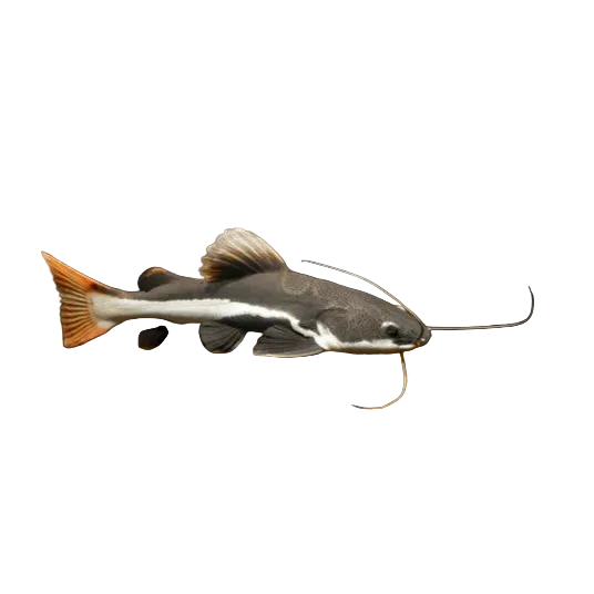 Redtail catfish