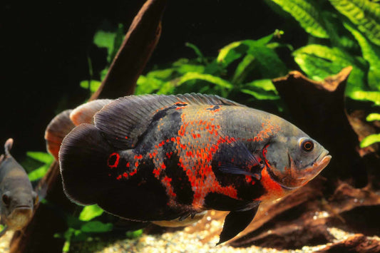 OSCAR FISH BIG