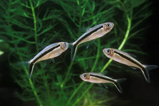 PENGUIN TETRA 3cm